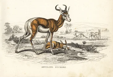 Springbok, Antidorcas marsupialis. Handcoloured lithograph from Georg Friedrich Treitschke