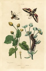 Spurge Hawk-moth and Caterpillar, Hornet Moth, and Toothache Plant