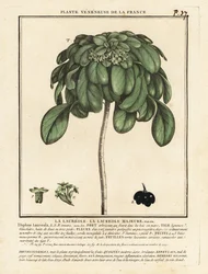 Spurge laurel, Daphne laureola