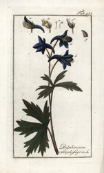 Staphisegar or Herb with Lice, Gouty Grass or Wild Grape, Delphinium staphisagria