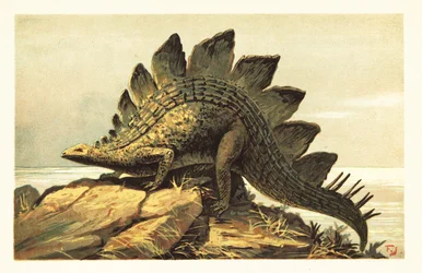 Stegosaurus