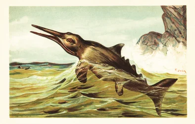 Stenopterygius Quadriscissus