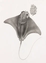 Stingray, Close-up View from Top