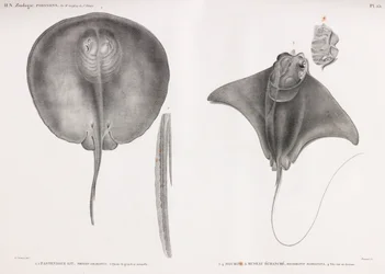 Stingray, Front and Back