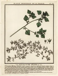 Stinking Goosefoot, Chenopodium Vulvaria