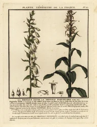 Straw foxglove, Digitalis lutea