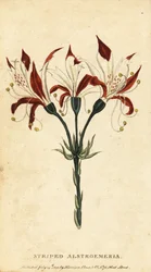 Striped alstroemeria, Alstroemeria ligtu, 1800
