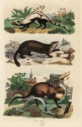Striped Polecat, Ictonyx Striatus 1, European Pine Marten, Martes Martes 2 and Sable, Martes Zibellina 3