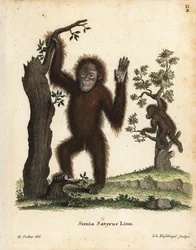 Sumatran orangutan