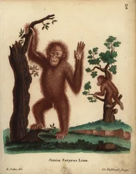 Sumatran Orangutan, Pongo abelii. Critically endangered. Simia satyrus Linn. Handcoloured copperplate engraving by Johann Nussbiegel after an illustration by R. Oakes from Johann Christian Daniel Schreber