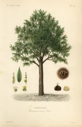 Sweet chestnut