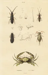 Swimming Crab and Springtails