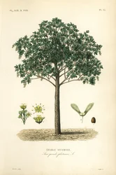Sycamore maple tree