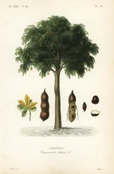 Tamarind tree