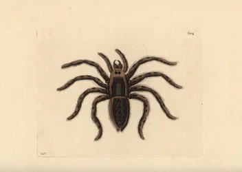 Tarantula wolf spider