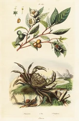 Tea, Beetle and Crab