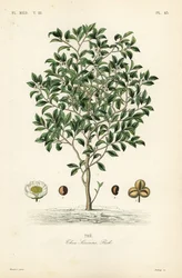 Tea tree or tea plant