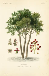Terebinth or turpentine tree