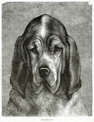 The Bloodhound. 1902