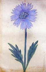 The Chicory