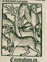 The Elk