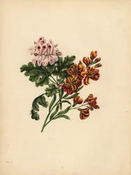 The Helen Geranium, Preference; The Garden Wallflower, Fidelity in misfortune