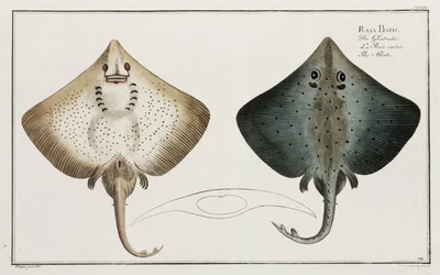 The Skate