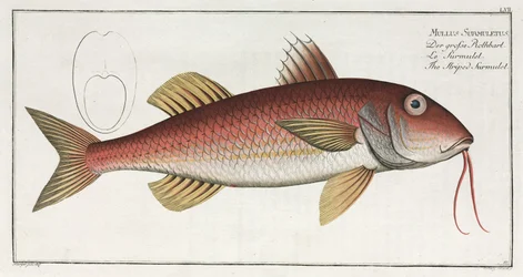 The Striped Surmulet