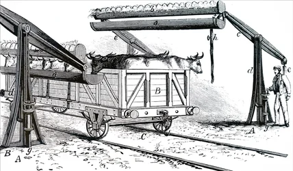 The Apparatus for Watering Cattle During Transit