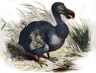 The dodo