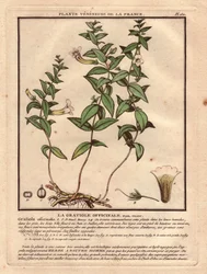 The gratiole officinale (Gratiola officinalis). Venenous plant, description of plant, stem, leaves, flowers and roots. Details of chalice, pistil and capsule. Eau forte en couleurs 18th century, in Herbier de la France (1780-1793), drawing, engraving and p