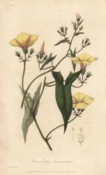 The scammonee (Convolvulus scammonia) - Strong water by William Clarke to illustrate Medical Botanical, Description of the Medicinal Plants of London, Edinburgh, and Dublin by John Stephenson and James Morss Churchill