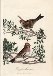 The sizerin or small linnet. Coloured copper engraving by George Graves, in British Ornithology