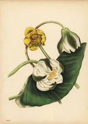 The white Water-Lily, Nymphaea odorata, and yellow waterlily, Nuphar lutea, Silence
