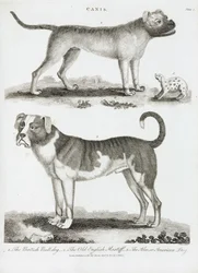 Three Types of Dog