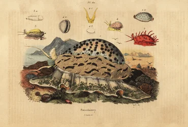 Tiger cowrie, Cypraea tigris, wrinkled cowrie, Nucleolaria nucleus, money cowrie, Monetaria moneta, and Ellatrivia merces, Porcelaines