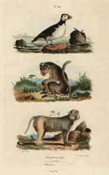 Toque Macaque, Rhesus Macaque, and Parakeet Auklet