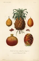 Tropical fruits