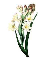 Tuberose, Agave Amica (Agave Polianthes), Digital Reproduction of an Original Artwork from the 18th Century