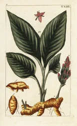 Turmeric, Curcuma longa.