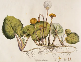 Tussilago farfara