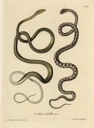 Two Suriname snakes: Green snake and checkered garter snake