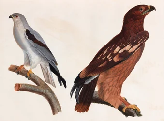 Two Colour Illustrations of Birds
