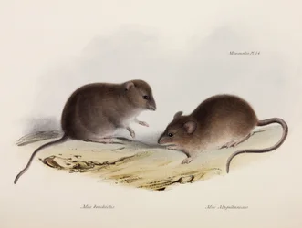 Two Types of Mouse, South America, c. 1832-1836
