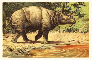 Uintatherium Anceps, Extinct Herbivorous Mammal of the Eocene 1908