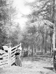 United Kingdom: Eaton Woods, c1890