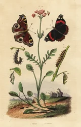 Valerian, Valeriana officinalis 1, peacock butterfly, Aglais io 2, red admiral, Vanessa atalanta 3