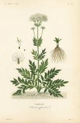 Valerian