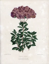 Variete of Azalee Marvel, with Small Semi-Double Flowers of Type Amcena, Pale Purple Colour