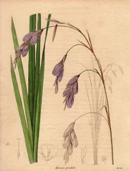 Variety of Iris (Sparaxis pendula), Illustration by R. Mills